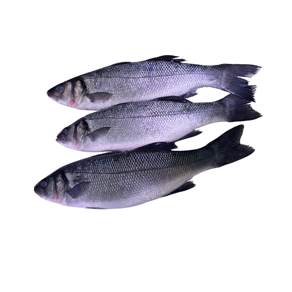 Zeebaars